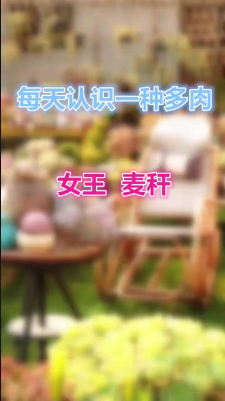 杂交王者，女王麦秆，现在便宜了，你玩不玩