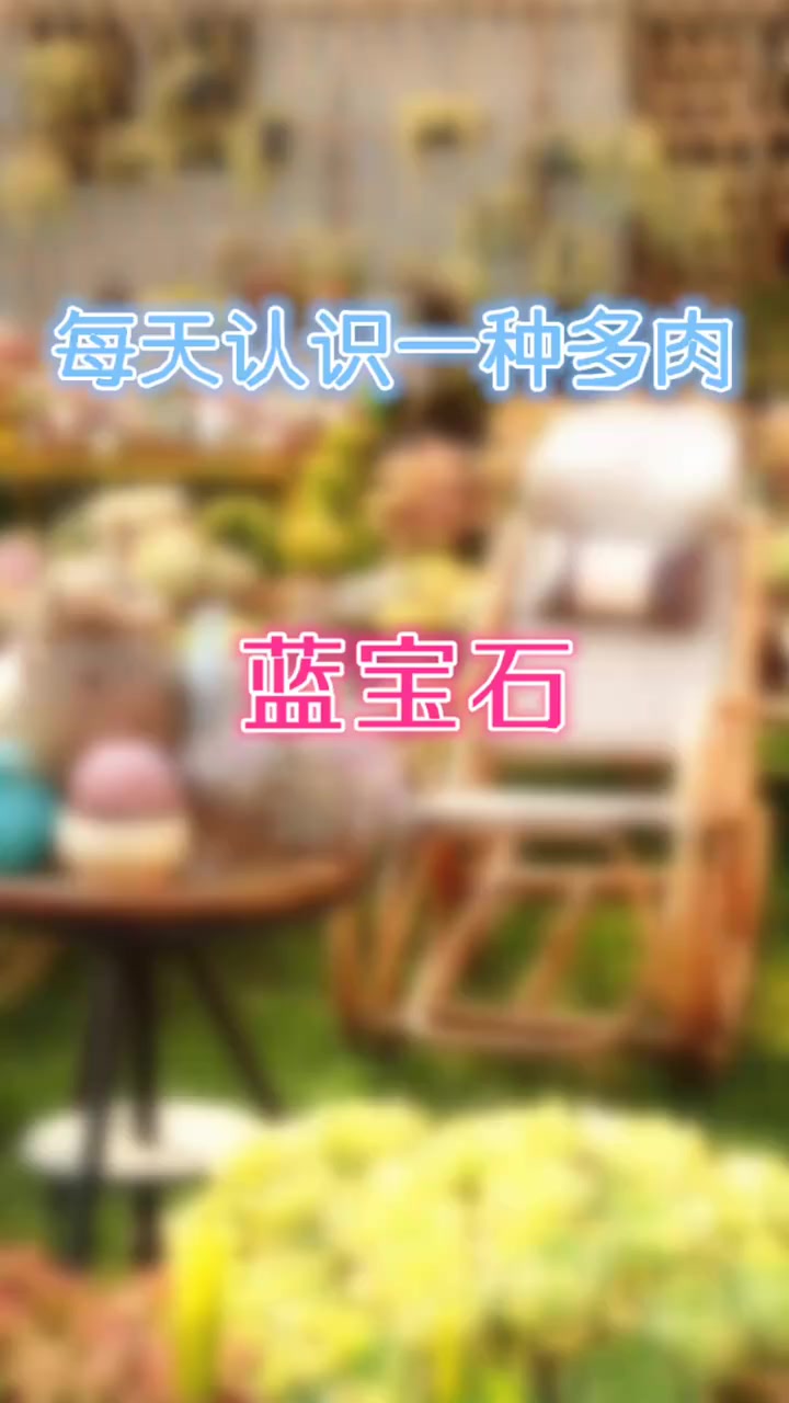 羽安讲多肉：蓝宝石