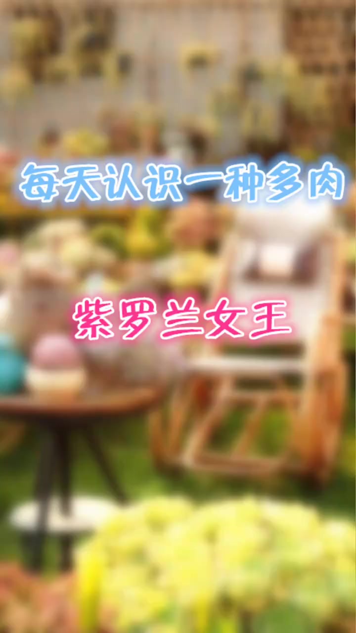 羽安讲多肉:紫罗兰女王