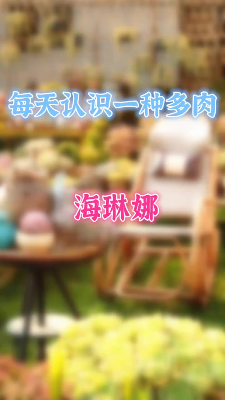 羽安讲多肉：海琳娜
