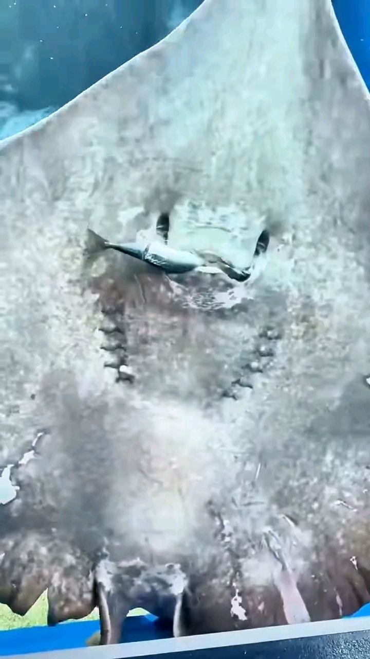 鳐鱼的微笑服务,竟是 “舌尖上的死亡陷阱”