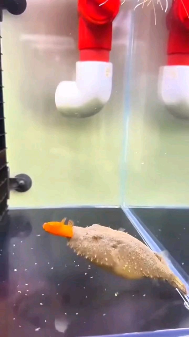 鱼缸里的风云,毛毛狗头鱼瞬间吞食入侵金鱼