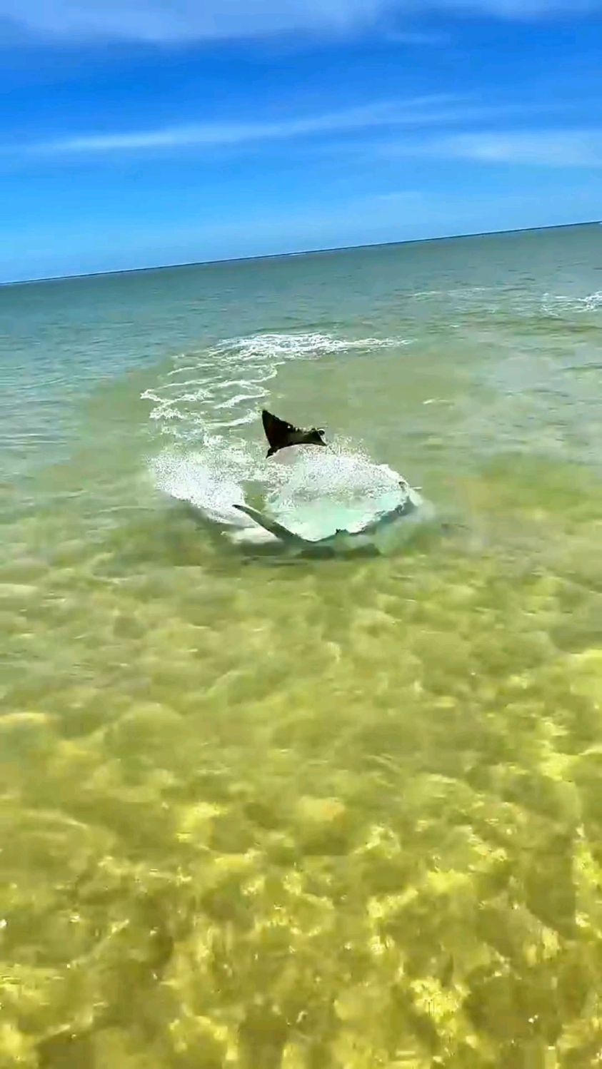 鲨鱼追逐鳐鱼,海滩欢乐中的惊险一幕