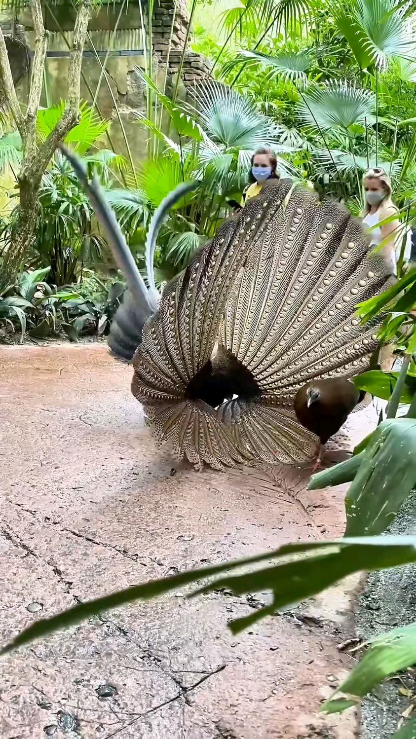 雄雉鸡献魅开屏盼青睐,雌雉鸡专注草籽全无视