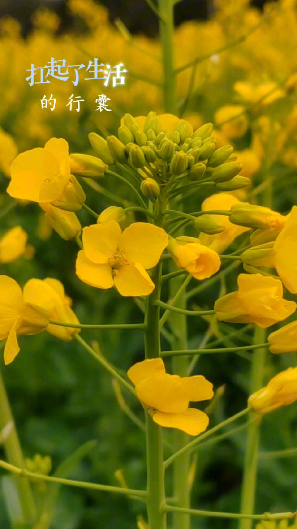 春天来了开的第一束一定是油菜花