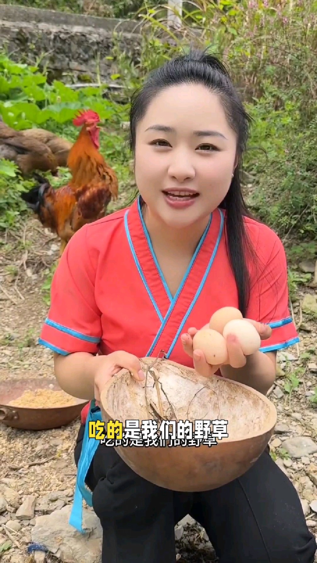一方水土养一方人,我们苗家的鸡都吃大米 、昆虫和野草!