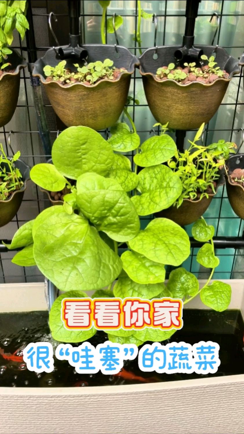 挑战挑战你家漂亮的蔬菜