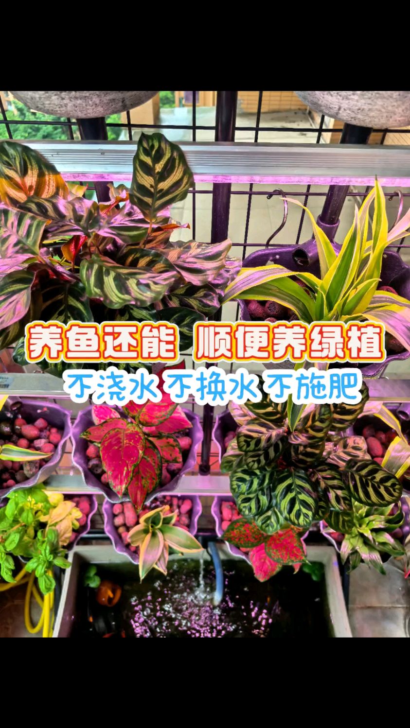 玄关不知道摆什么?不如摆上鱼缸和绿植