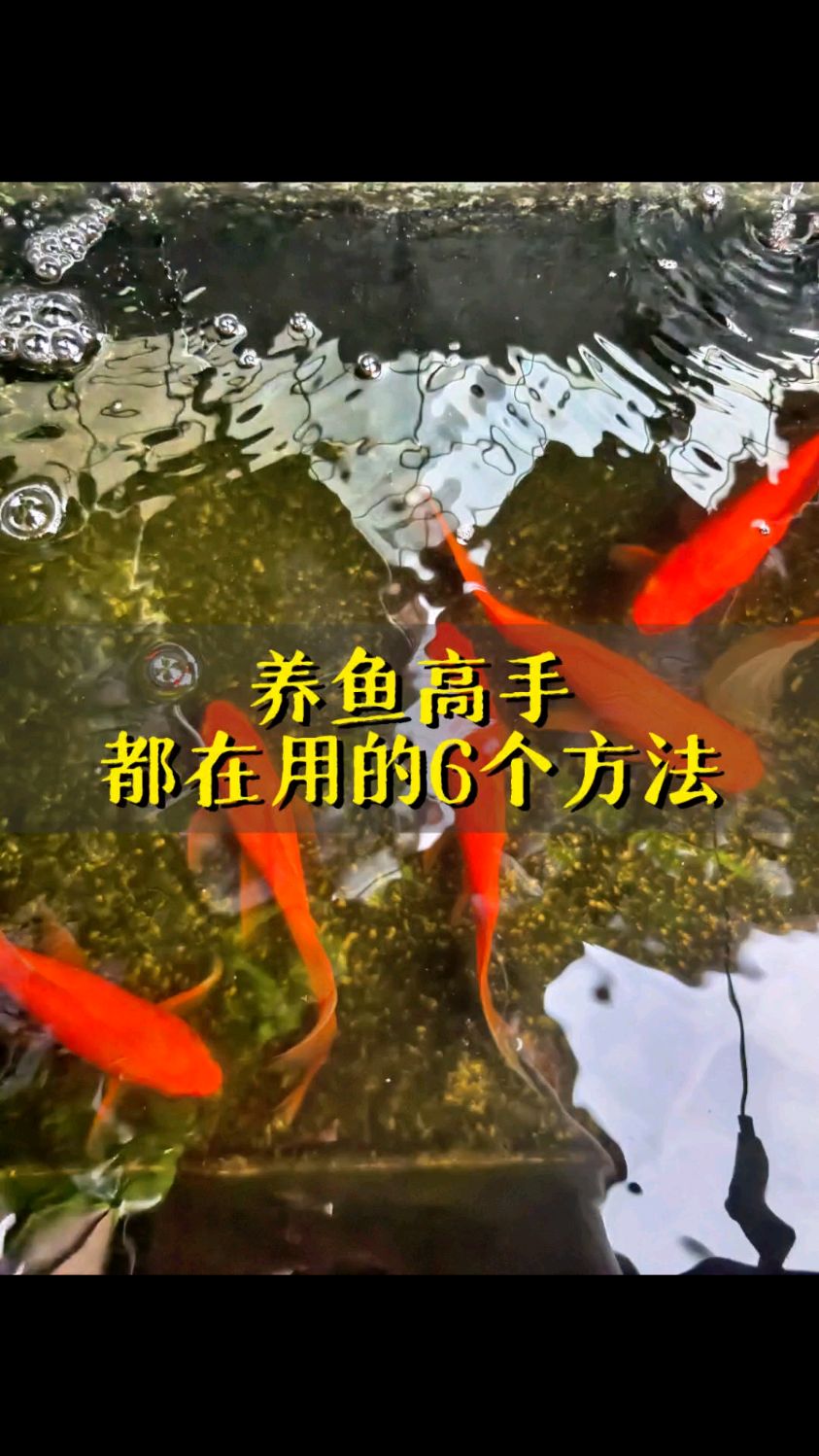 鱼缸养鱼鱼总亖 问题出在这6个方面