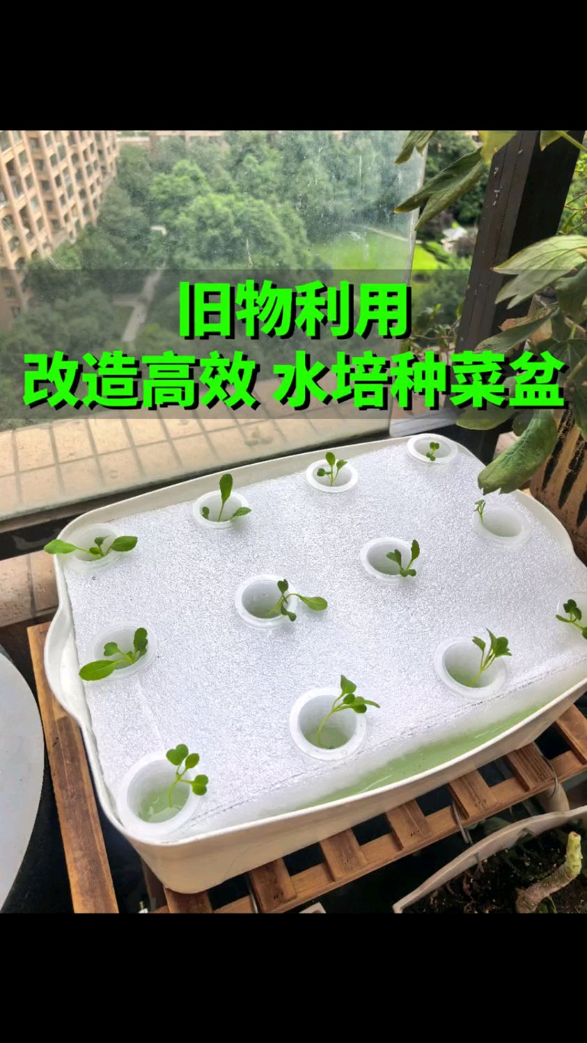 废旧桶别扔 改造高效水培种菜盆 手把手教程