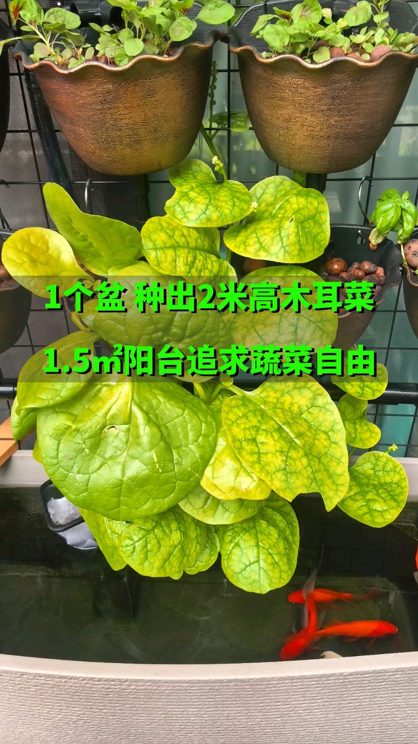 普通的小阳台 也能追求天然绿色蔬菜自由