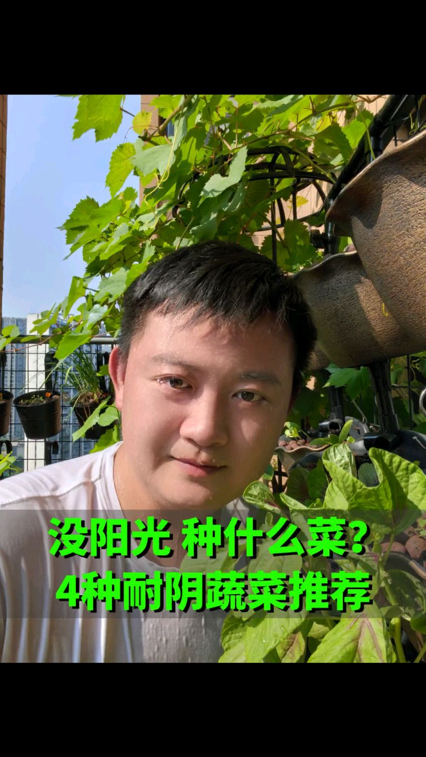 4种耐阴蔬菜推荐 家里阳光不好也能收获