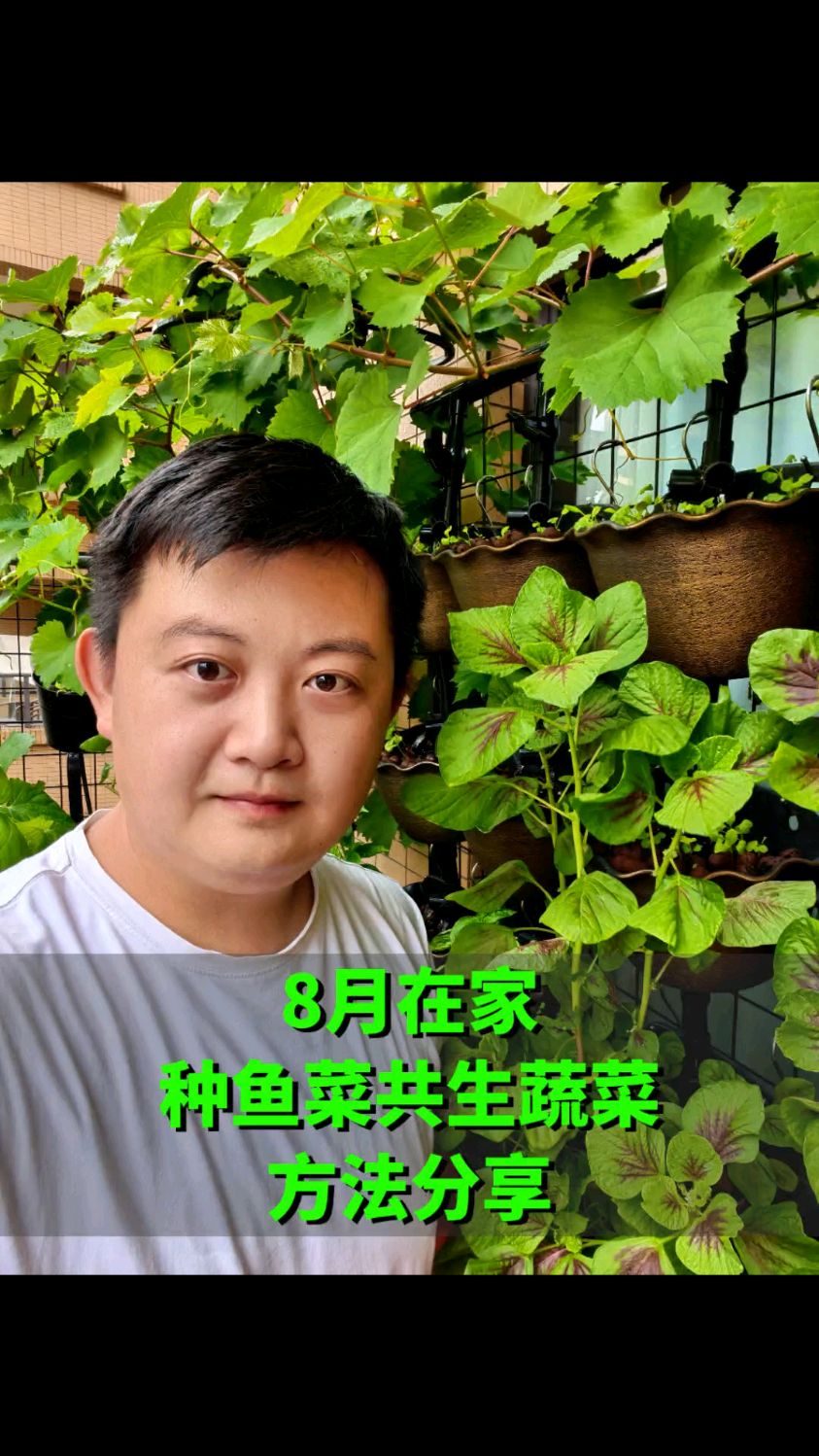 8月在阳台 用鱼菜共生种菜 收获满满天然菜