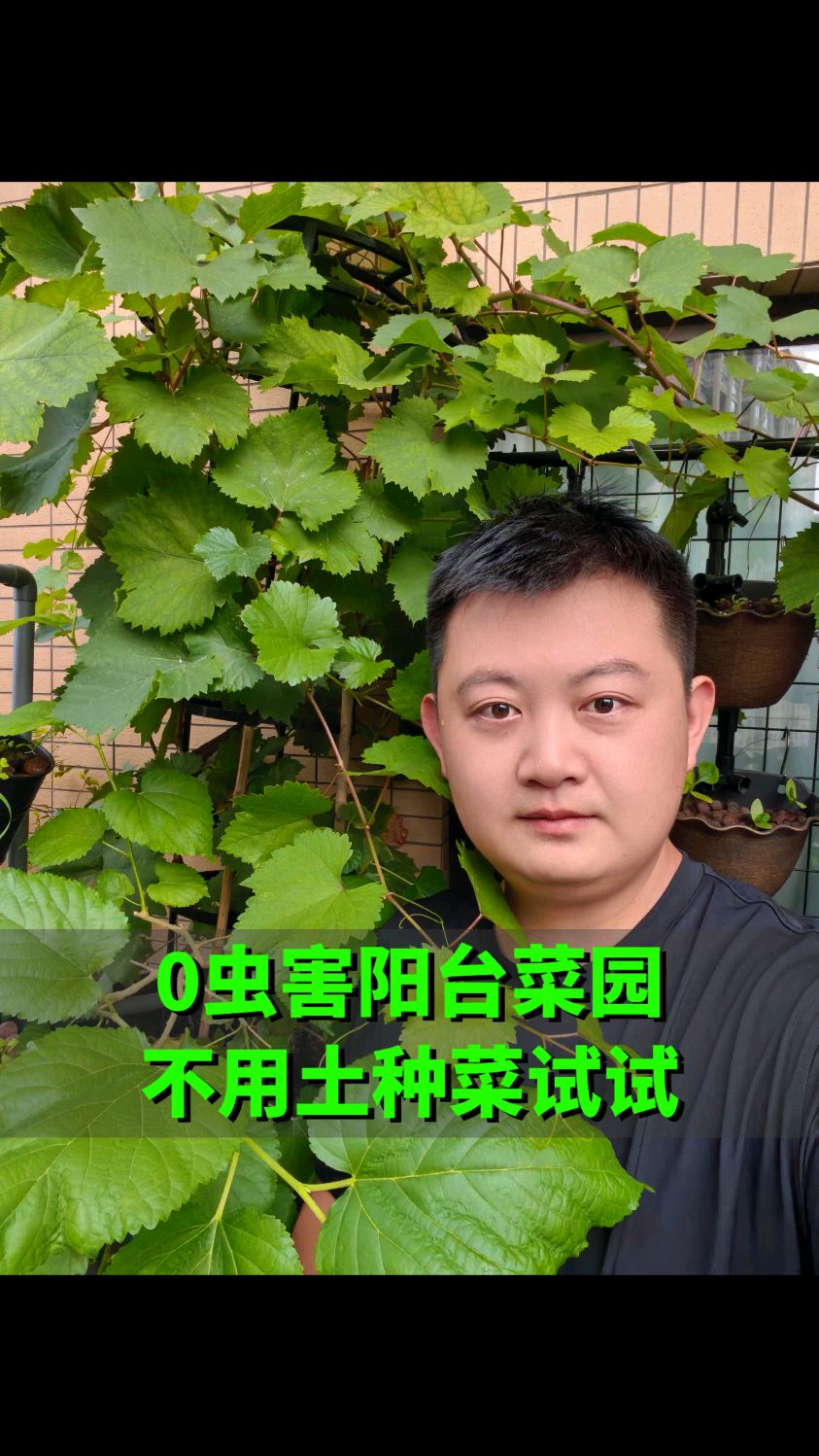 先天降低80%虫害 用鱼菜共生种植天然蔬菜