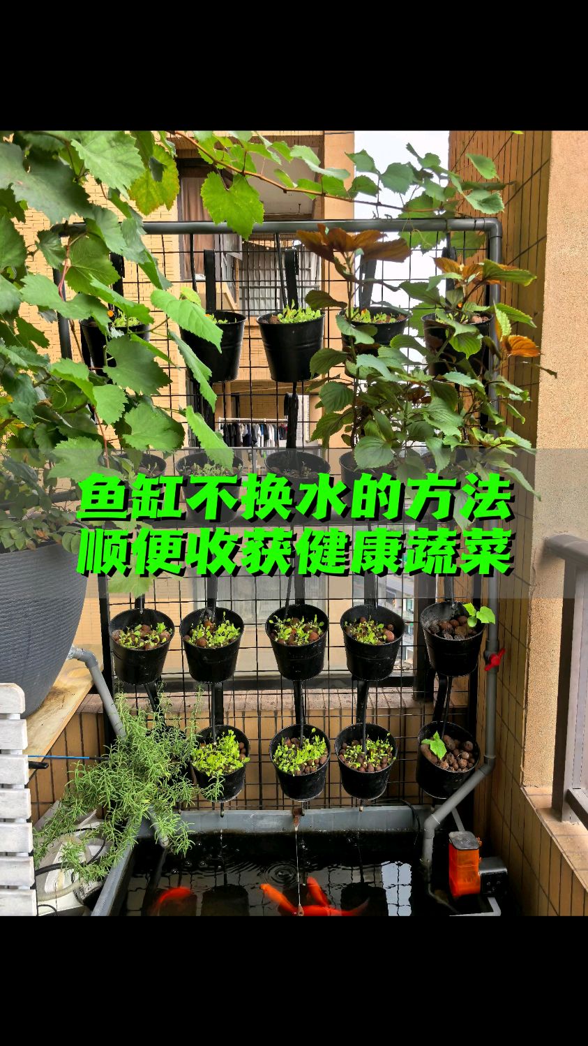 阳台养鱼也能不换水 顺便种出对标有机蔬菜
