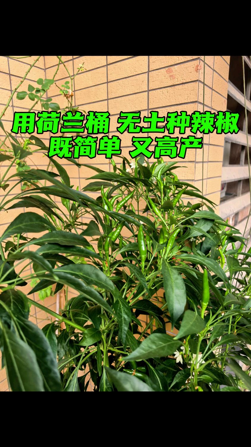 不用土种辣椒的方法 在小阳台也能持续收获