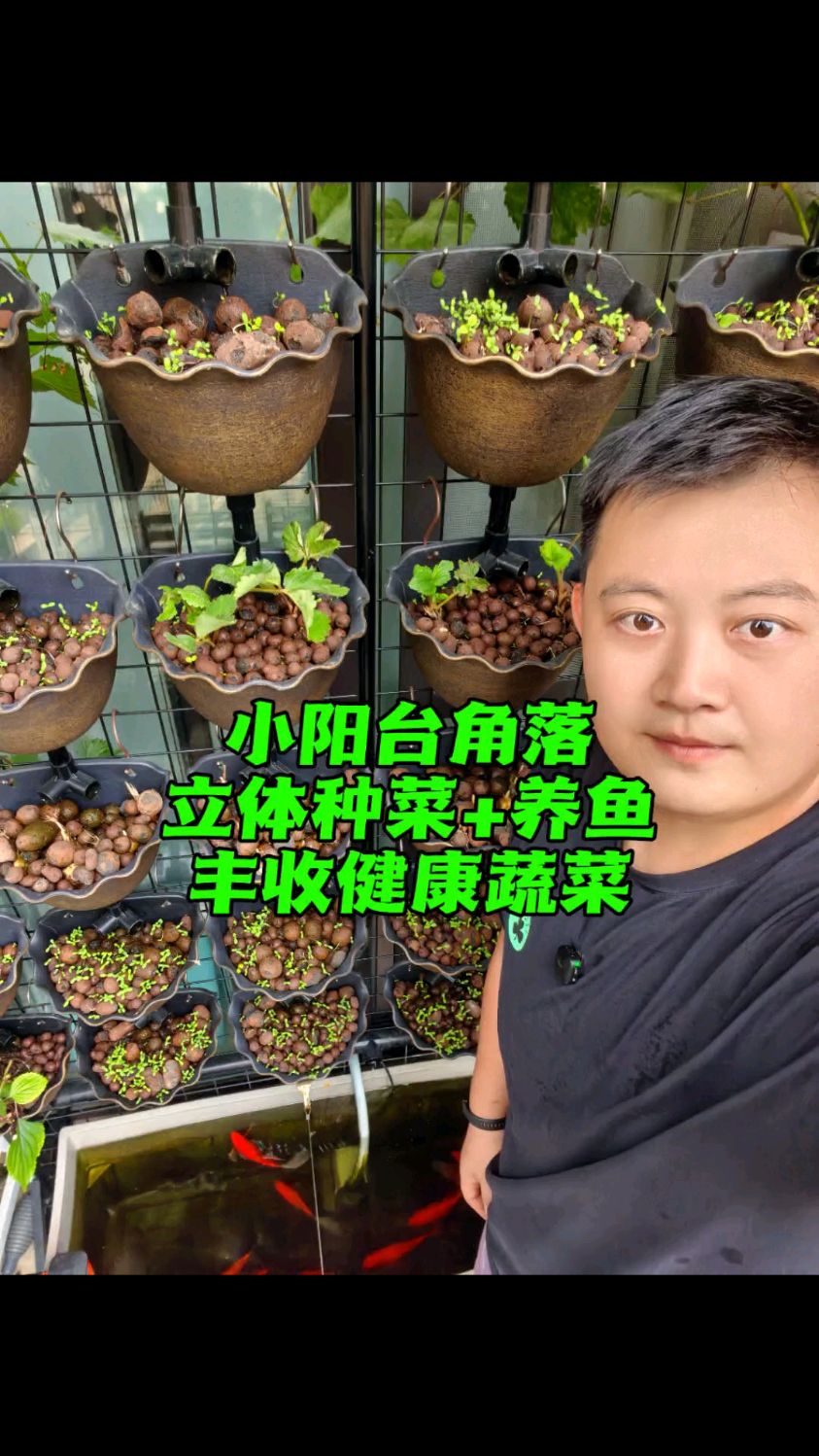 不用土在1.5㎡阳台 打造立体种菜养鱼角落