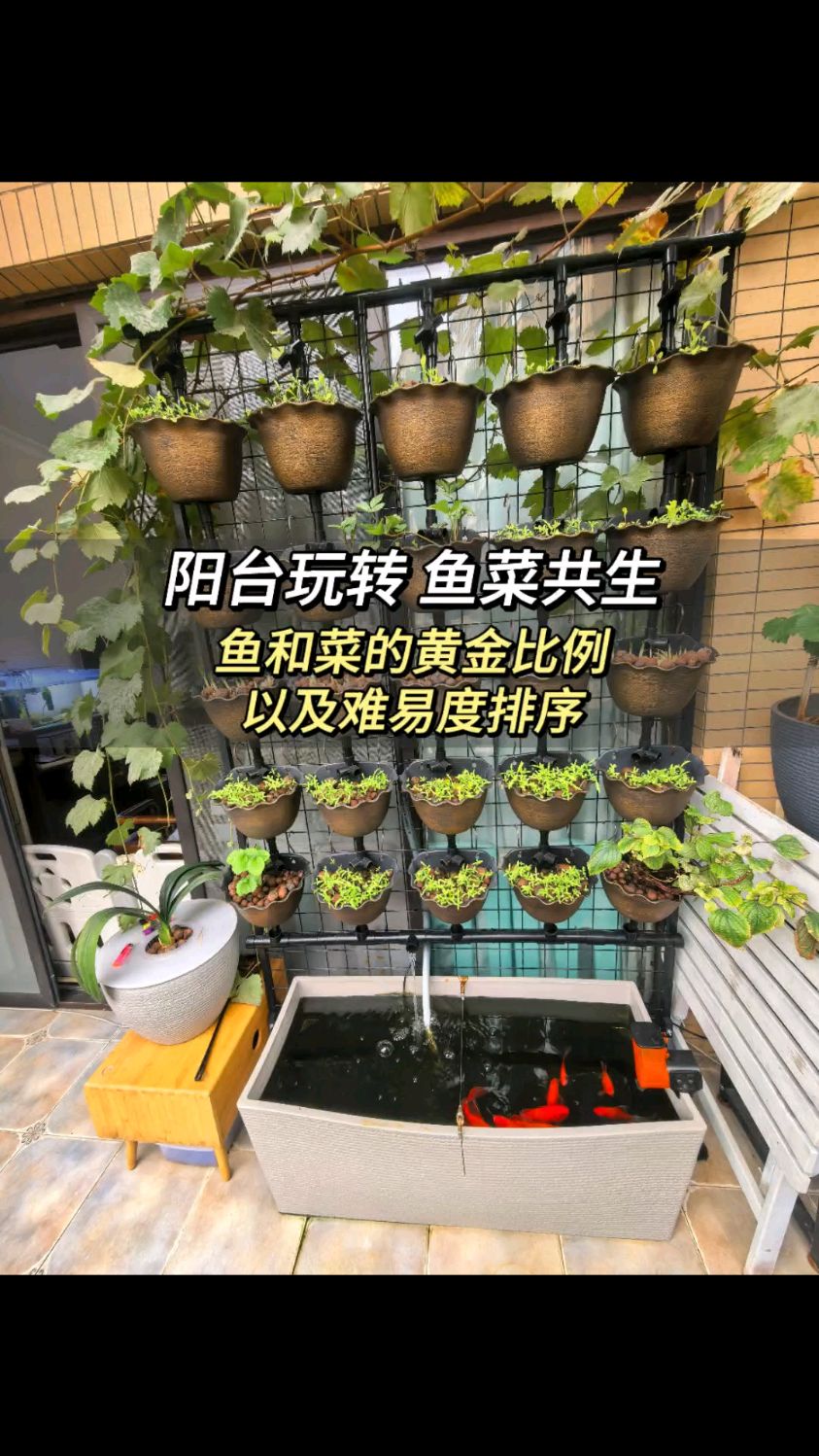 鱼菜共生按照这个规律 就能收获健康蔬菜