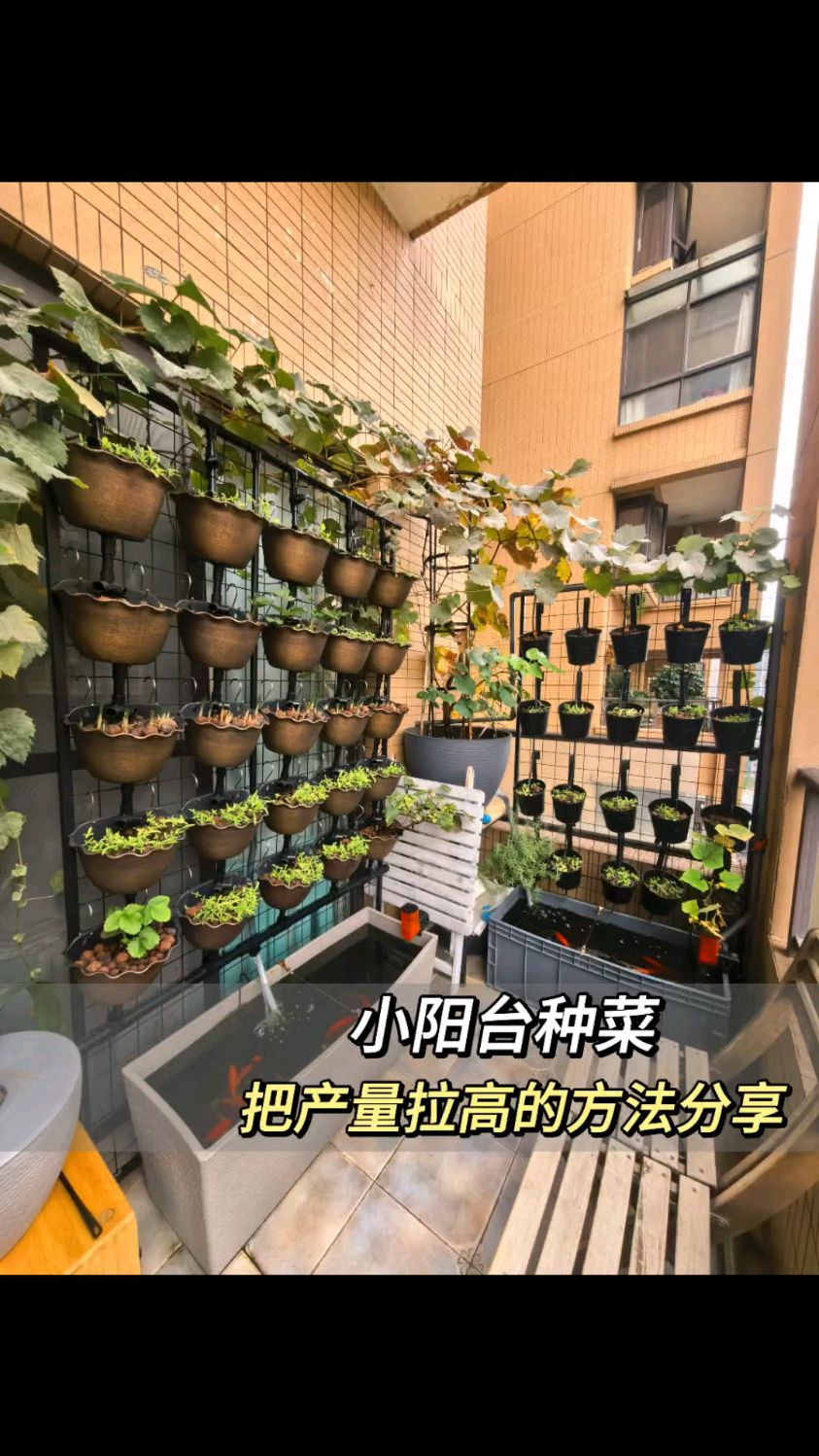 小阳台也能种出很多蔬菜