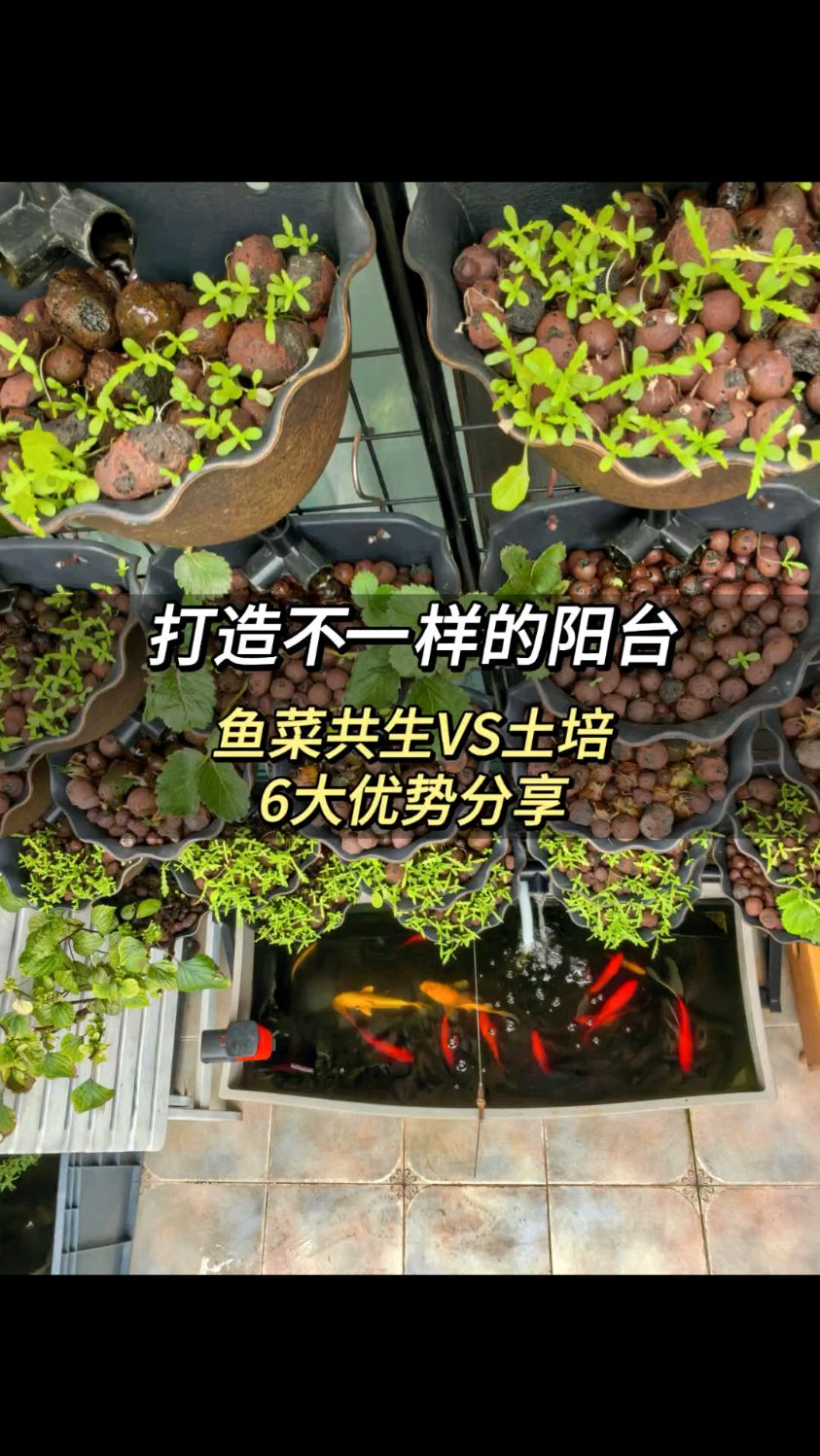 阳台种菜种不好的朋友 可以试试鱼菜共生