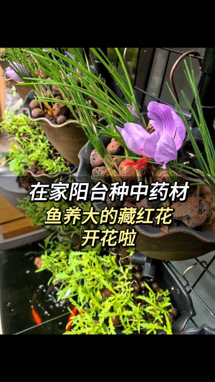 在家阳台用鱼菜共生 种植藏红花方法分享