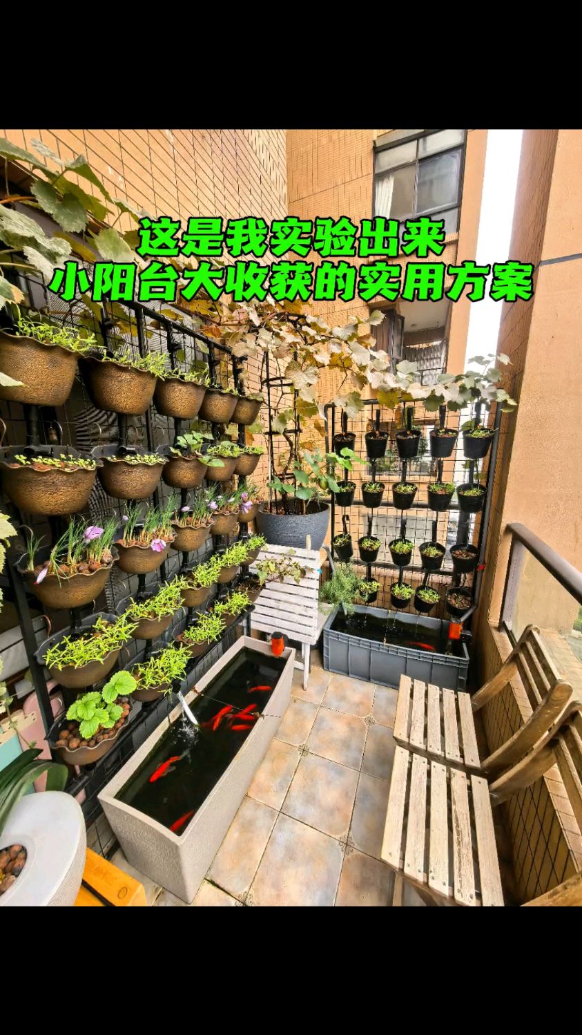 鱼菜共生系统制作方法分享