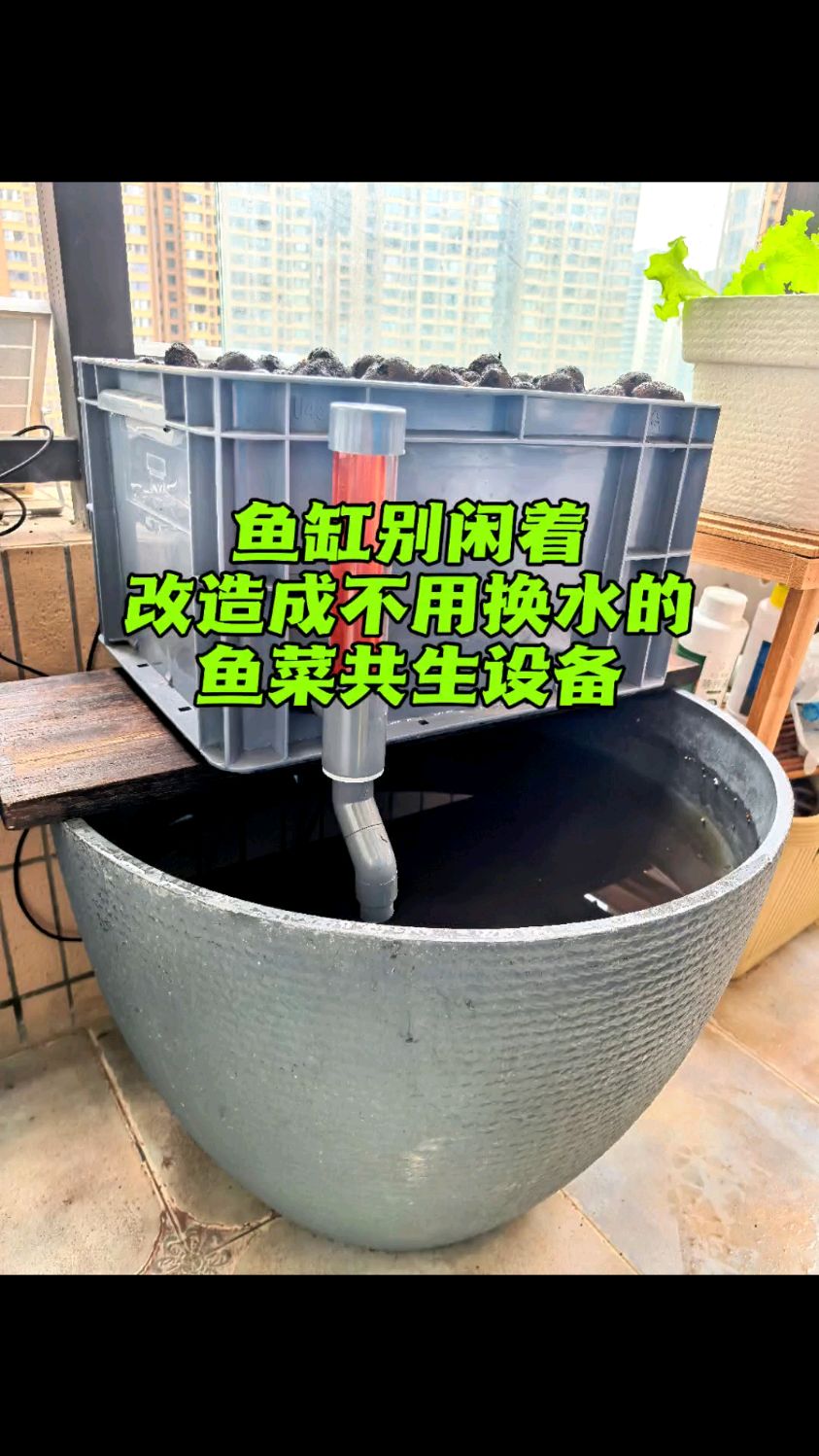 鱼缸别空着 可以用来种菜 鱼缸水也不用再换