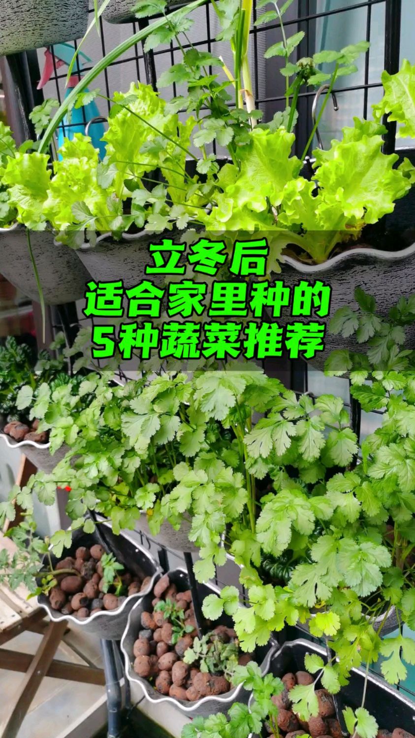 天气冷了 家里我可以种菜