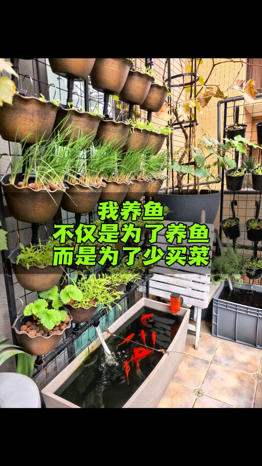 阳台也能无土种菜 用鱼种菜效果也好