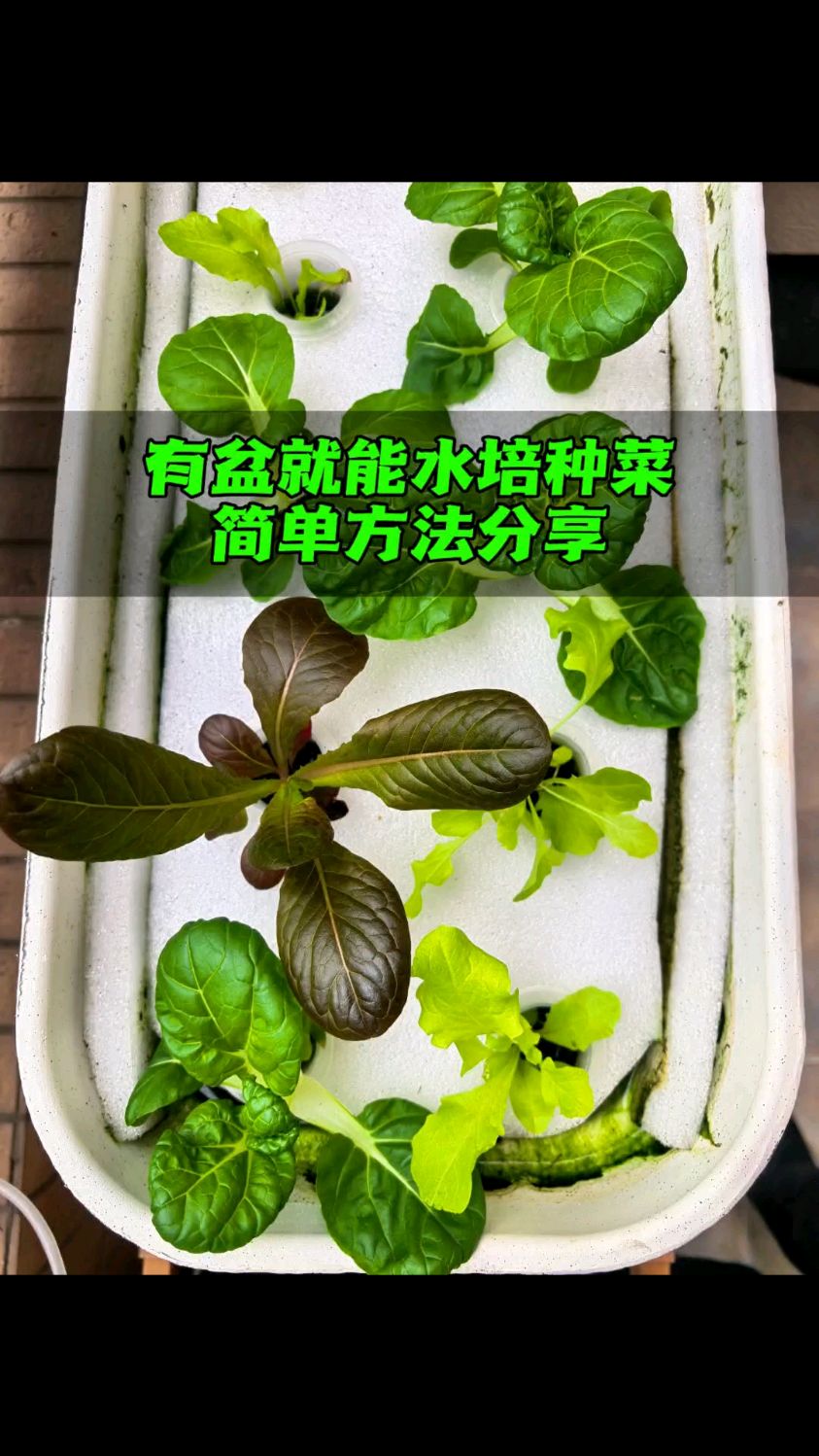 谁都能在家种好蔬菜 水培种菜方法分享