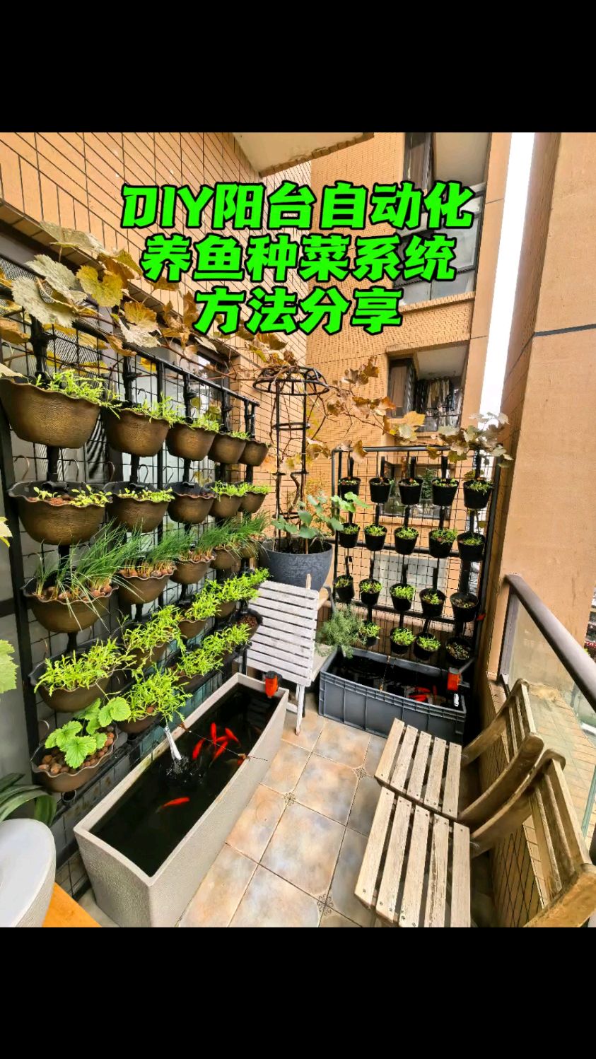 让鱼菜共生赋能你的阳台 持续收获健康蔬菜