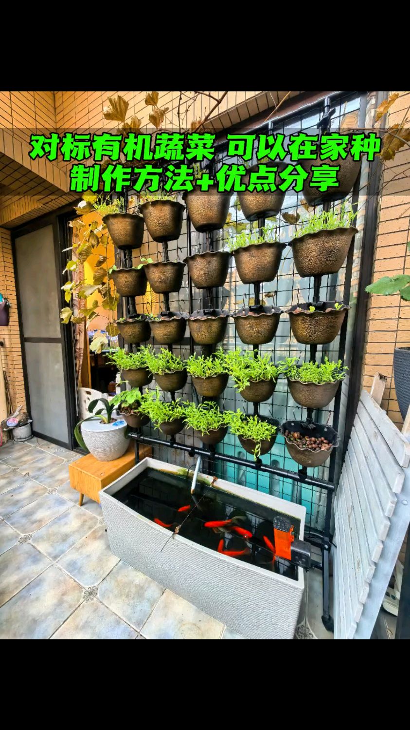 在家阳台种植鱼菜共生 制作方法分享