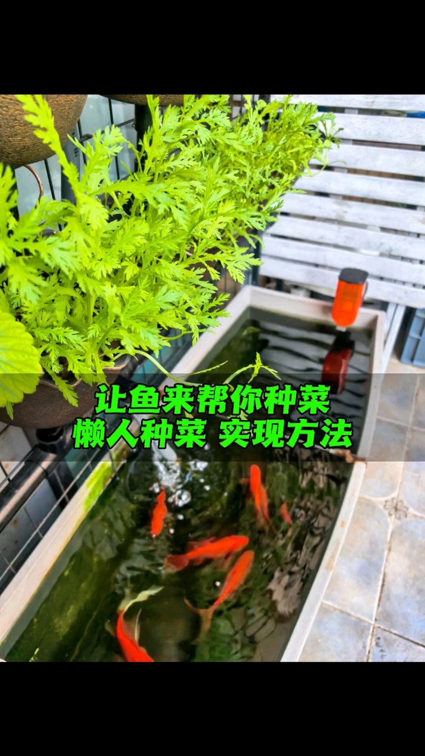给种菜盆联通鱼缸 实现懒人种菜