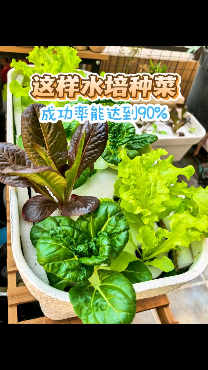 不用土 用水来种菜 更快 更简单