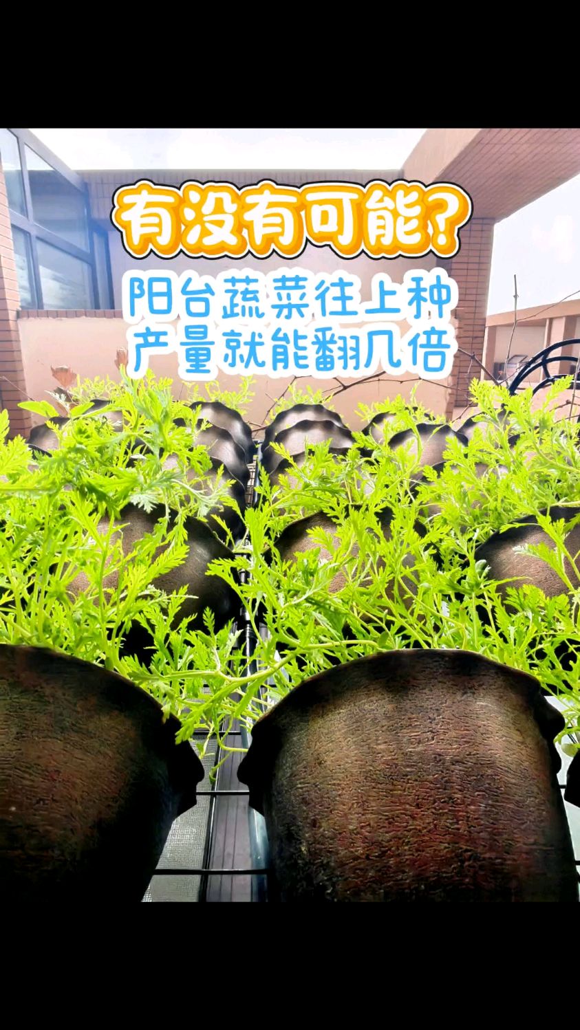 阳台太小了 菜往上种 让小阳台变大菜园