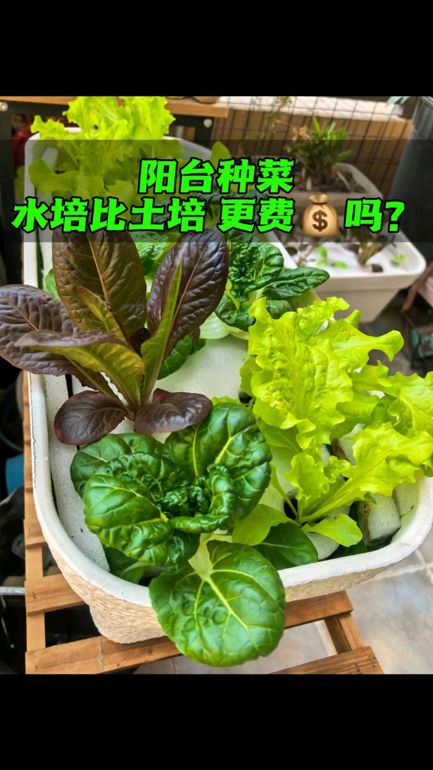 水培种菜 更是家庭种菜 性价比之选