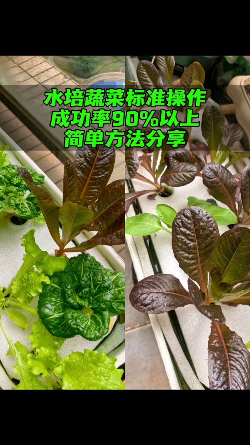 水培蔬菜高效种菜方法 我是教科书的搬运工