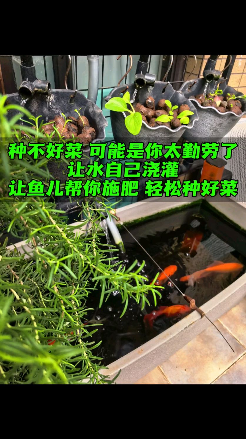太勤劳了反而种不好菜 让鱼儿帮你种菜更好