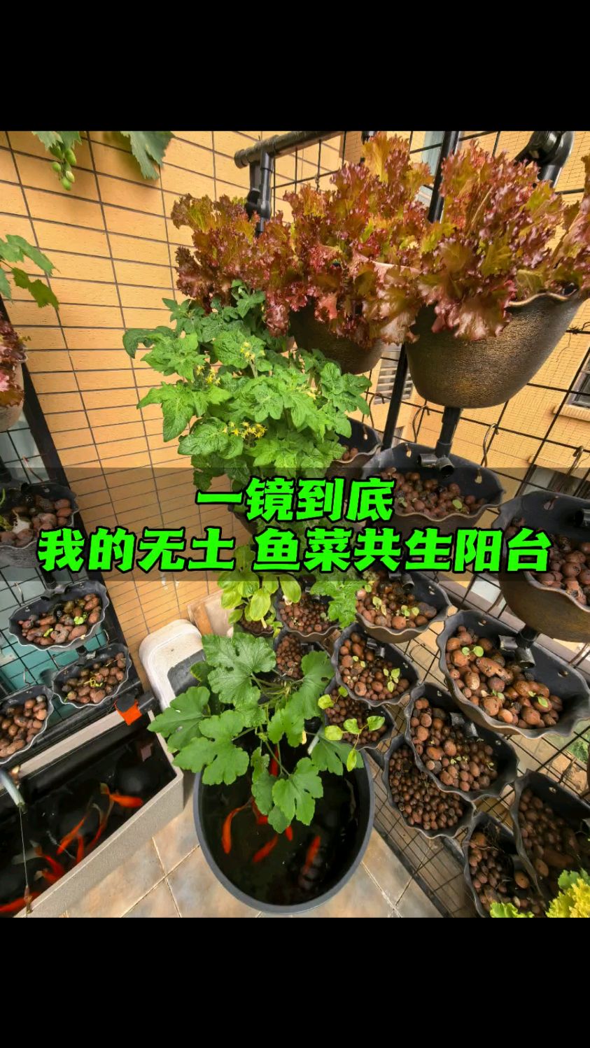 让鱼儿帮你种菜 收获天然蔬果