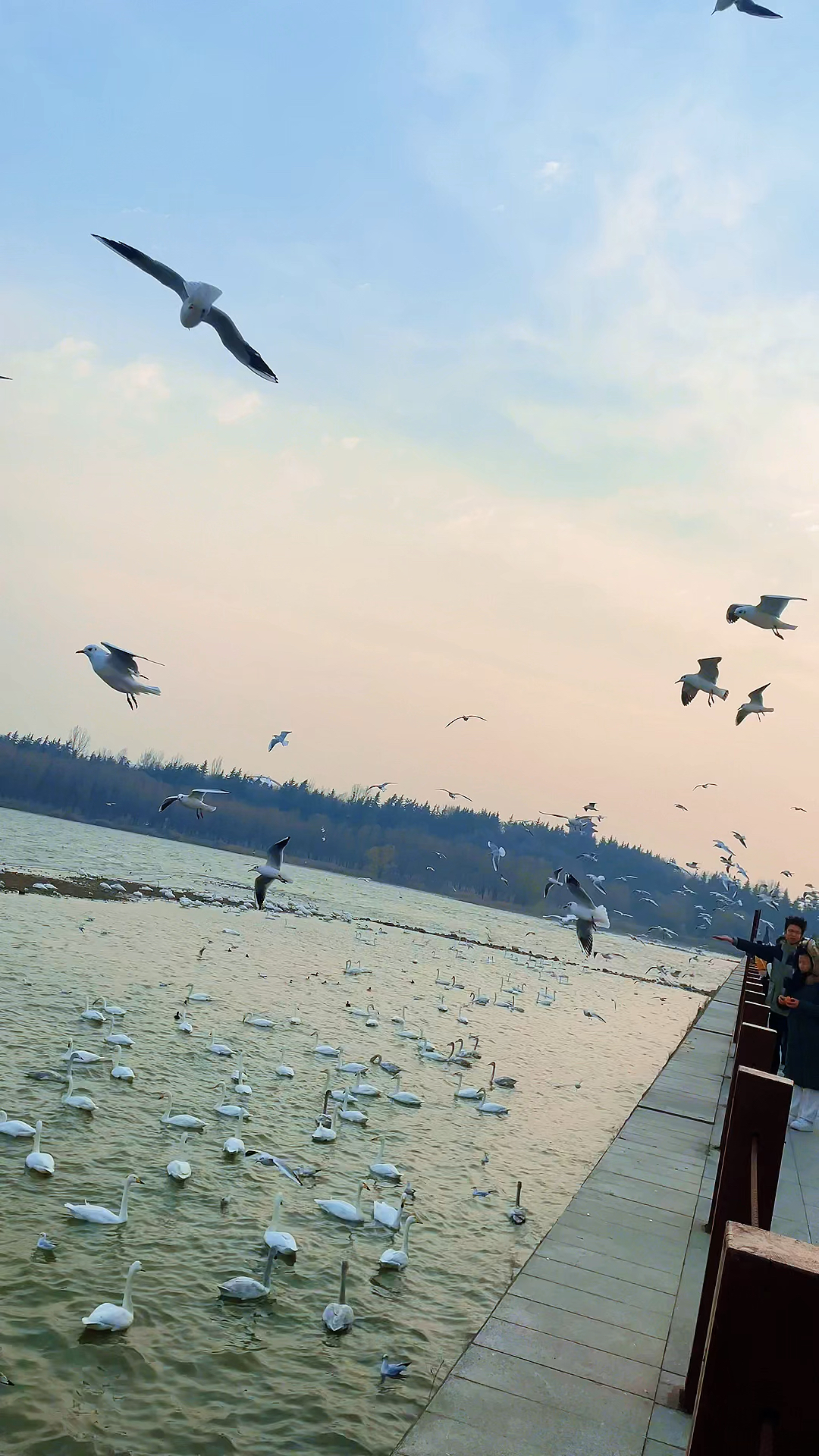 冬日的三门峡,别说天鹅,我来了都不想走