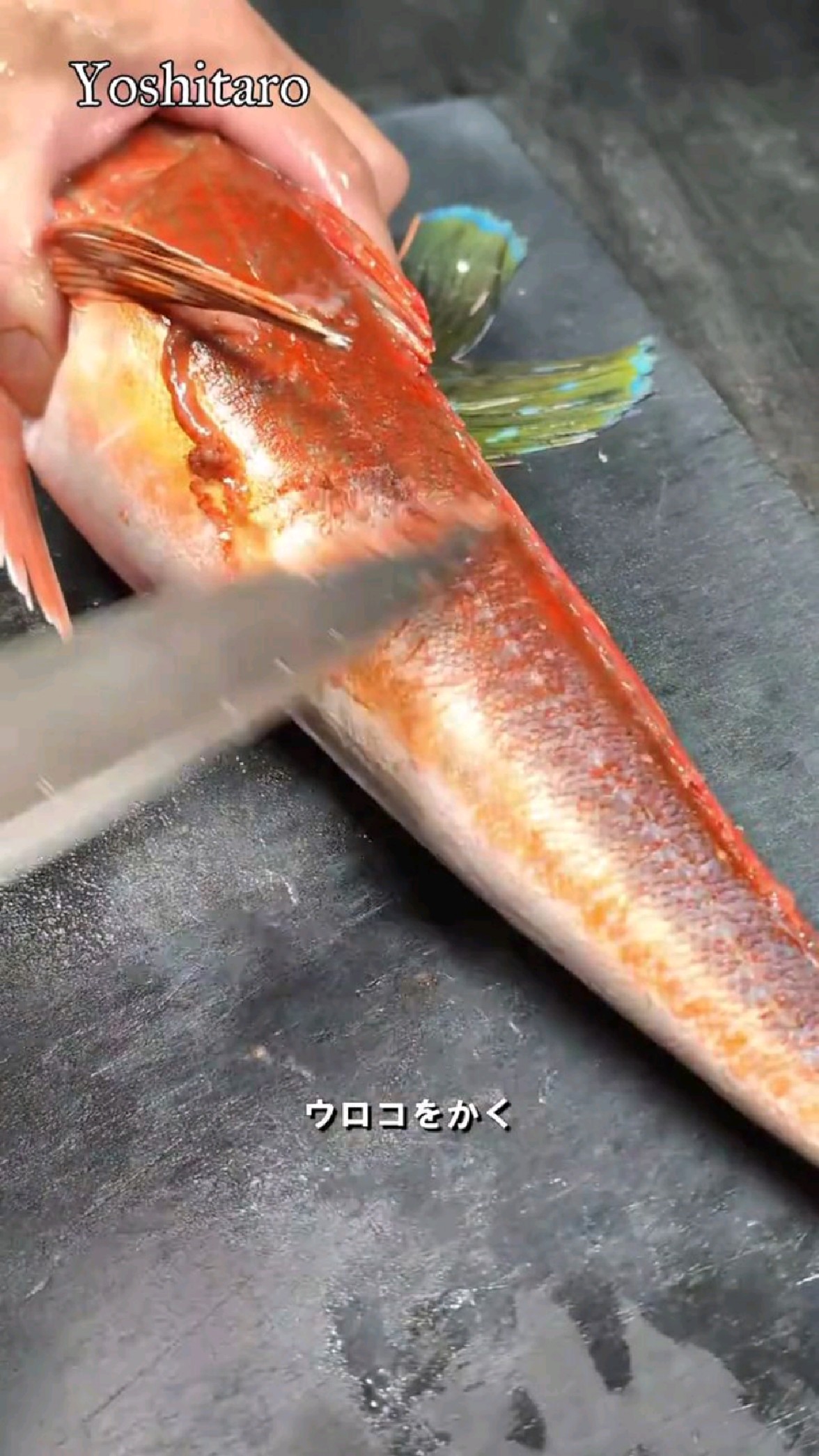 鱼头鱼尾鱼骨熬汤,烫熟新鲜鱼片