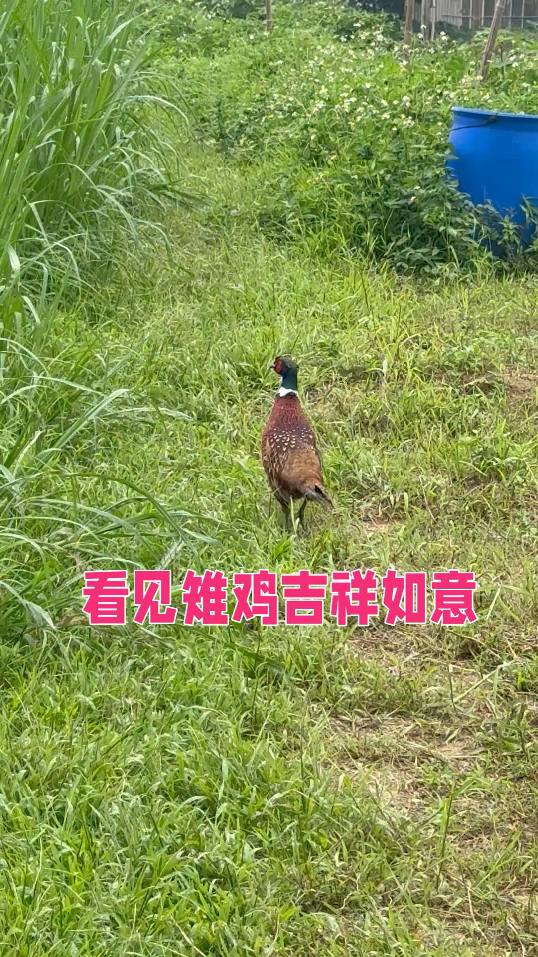 看见雉鸡吉祥如意