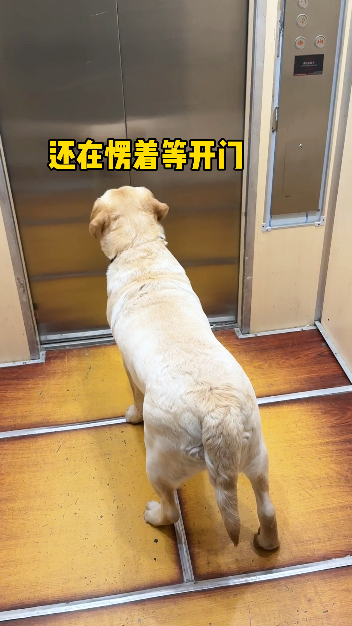 当狗子第一次坐双开门电梯的搞笑瞬间!