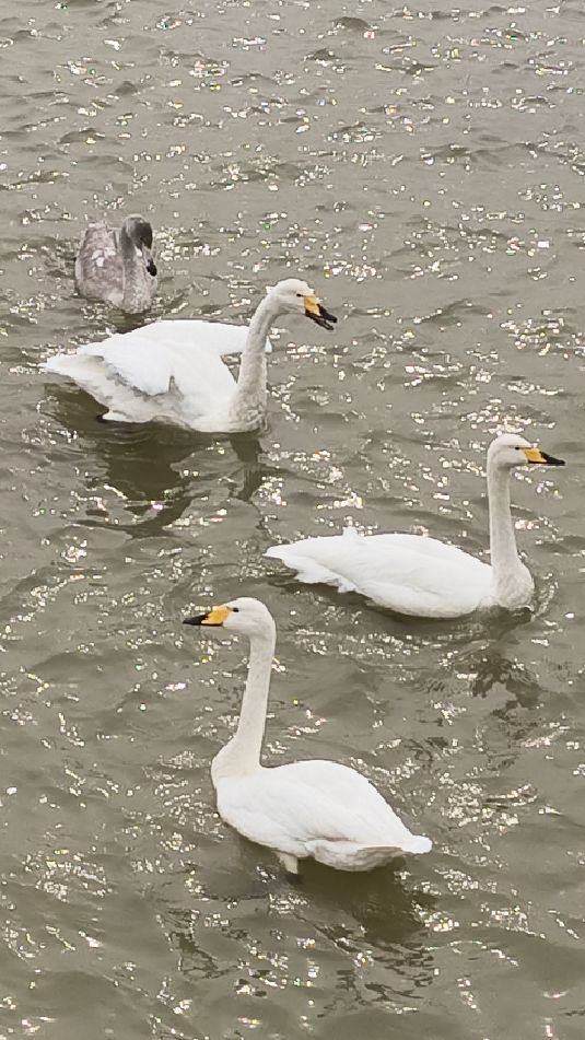 美丽的白天鹅，在湖中戏水