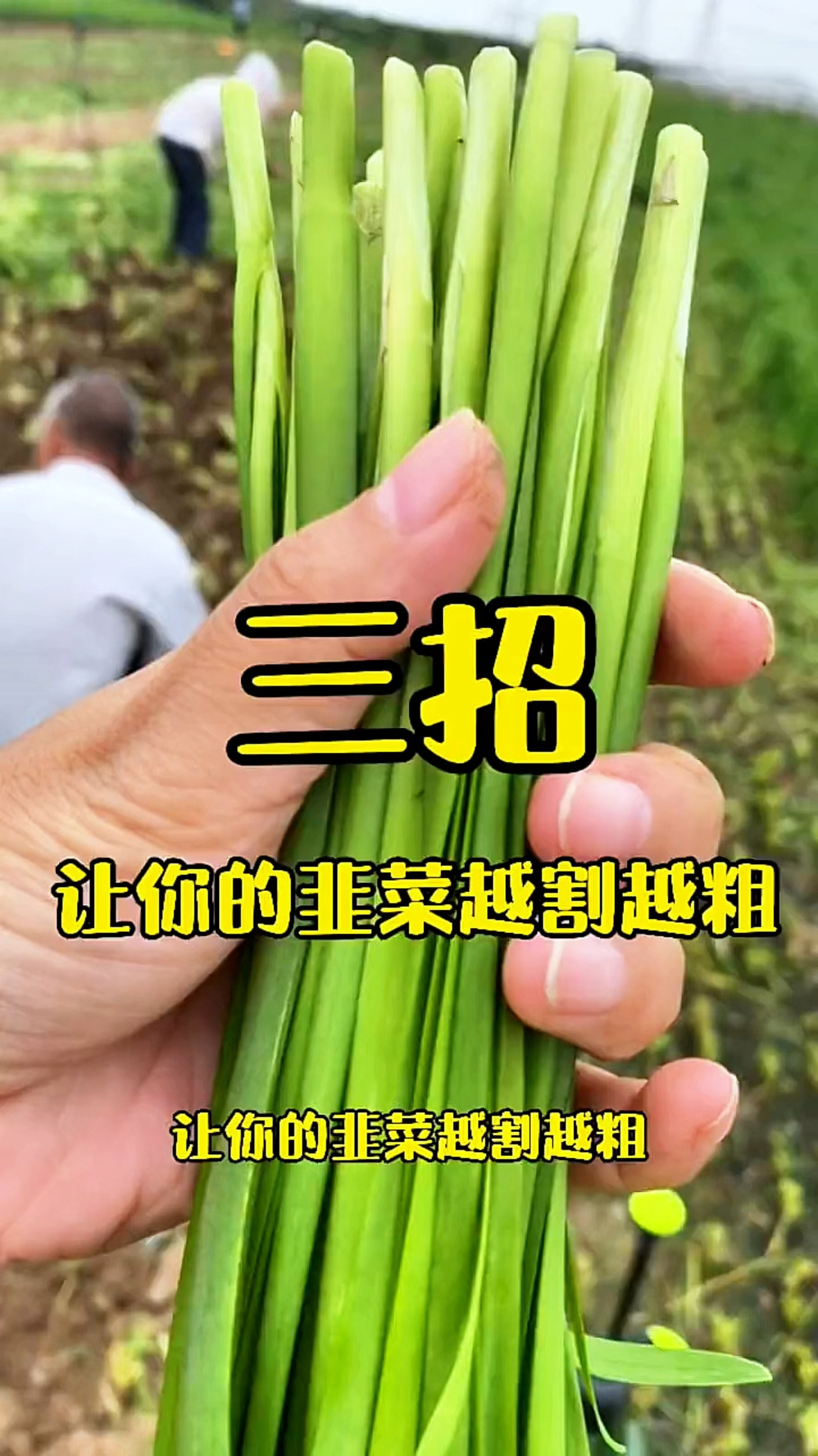 学会这三招,让你的韭菜越割越粗壮!