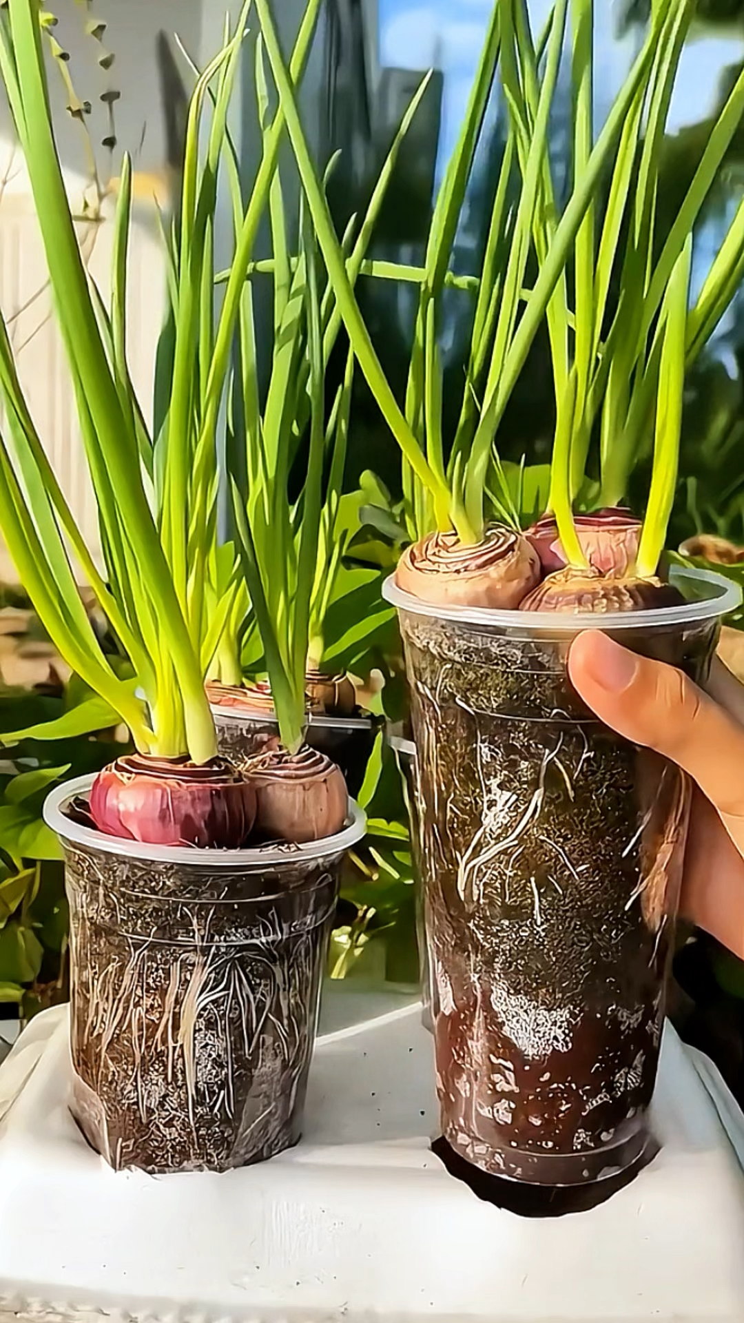 喝完的奶茶杯别扔 !3步变身高颜值洋葱盆栽!