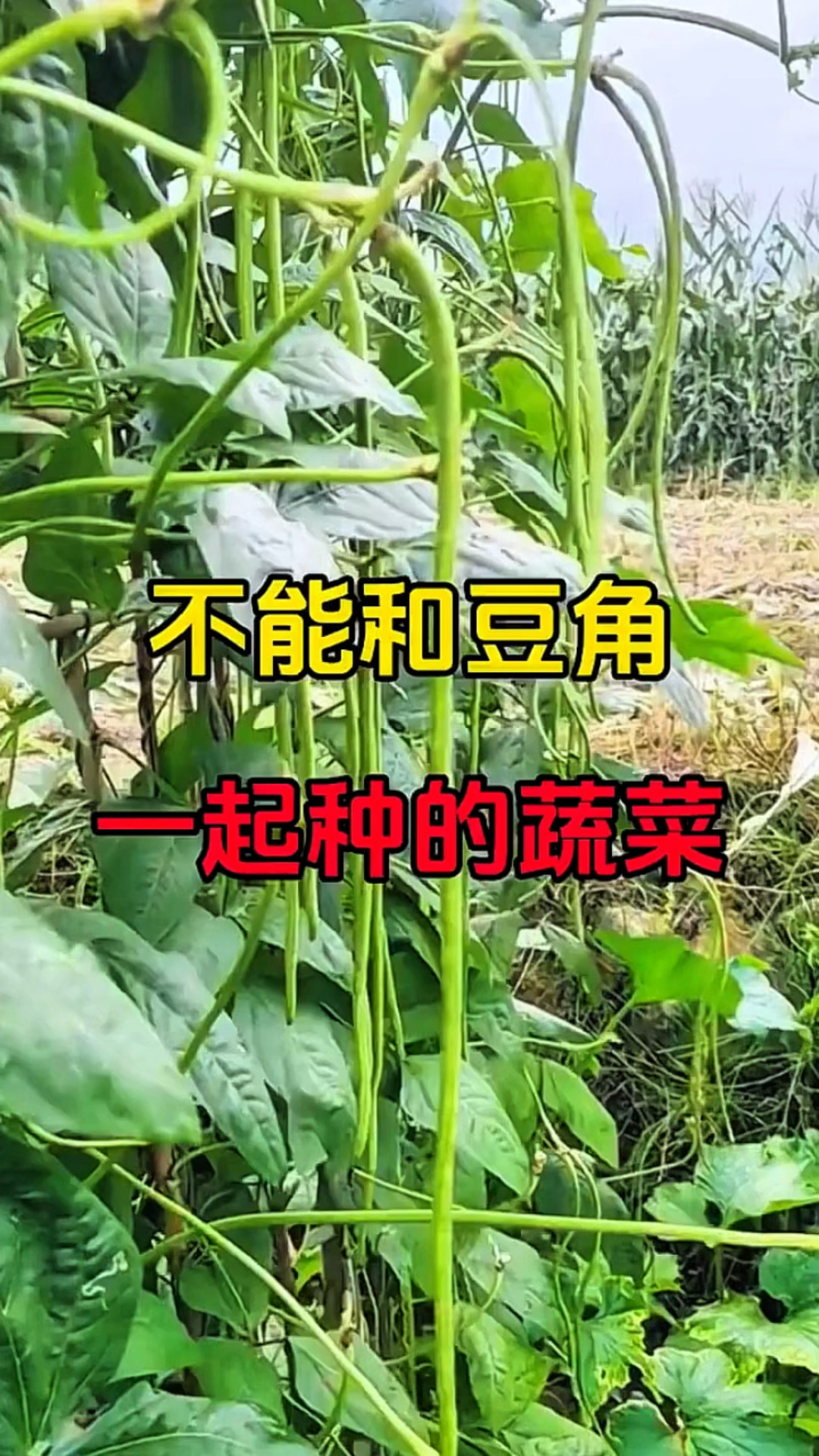 10秒钟搞懂有哪些蔬菜不能和豆角一起种!
