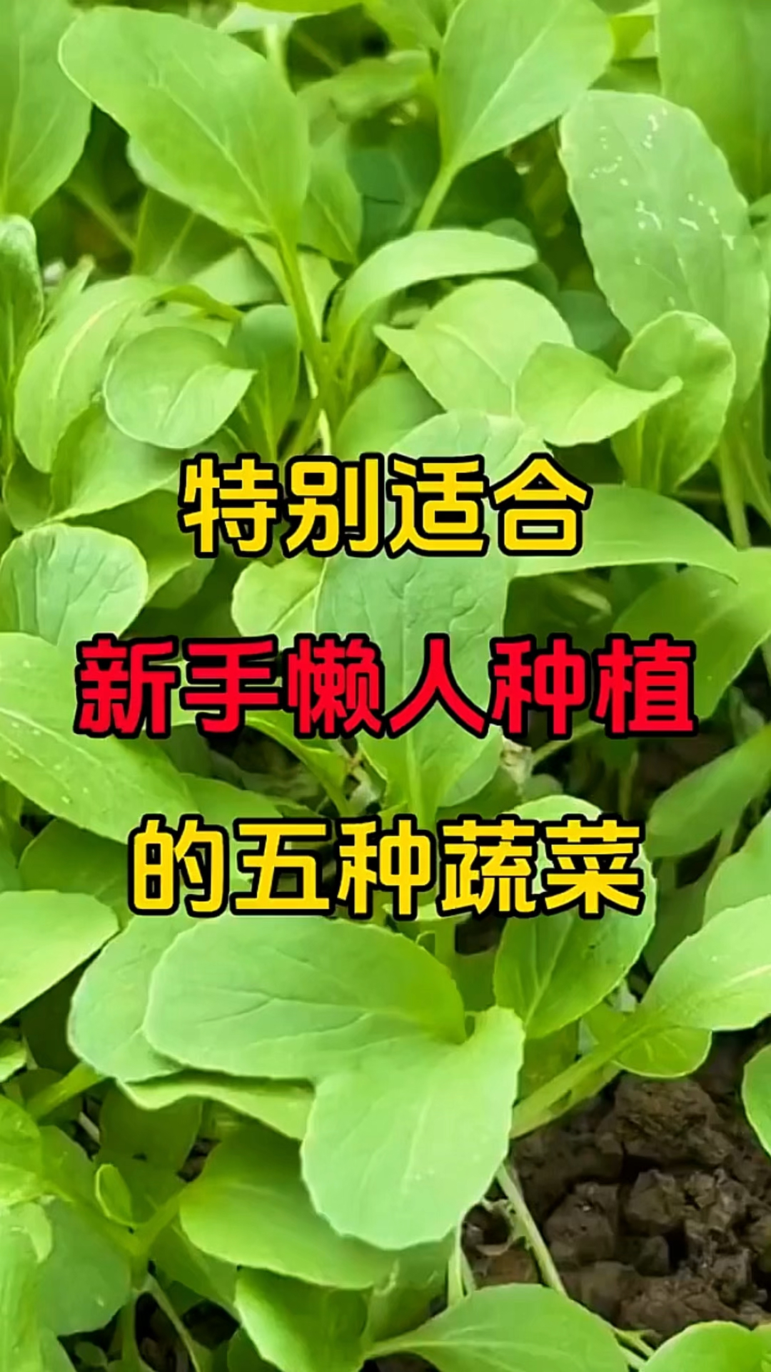 特别适合新手懒人种植的五种蔬菜！