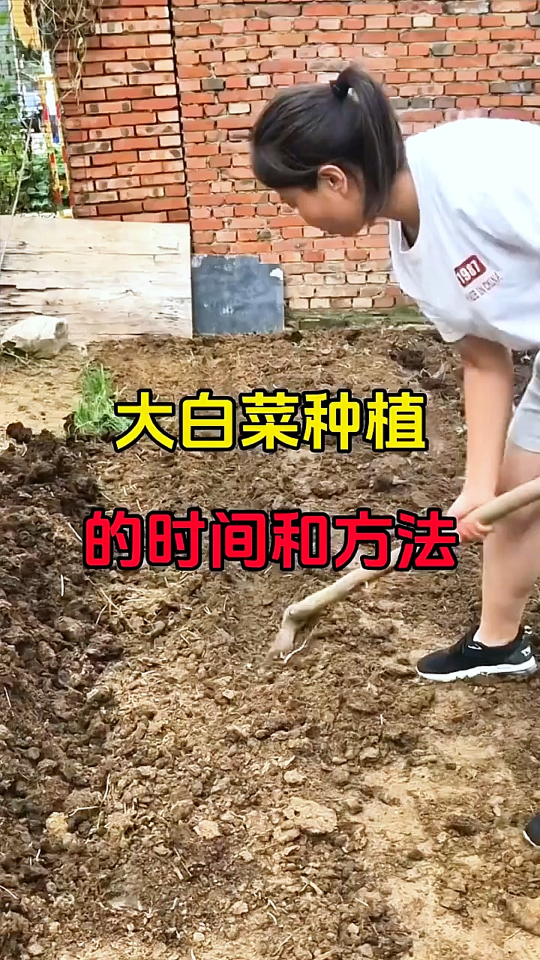大白菜的种植的时间和方法!不会种的拿走!