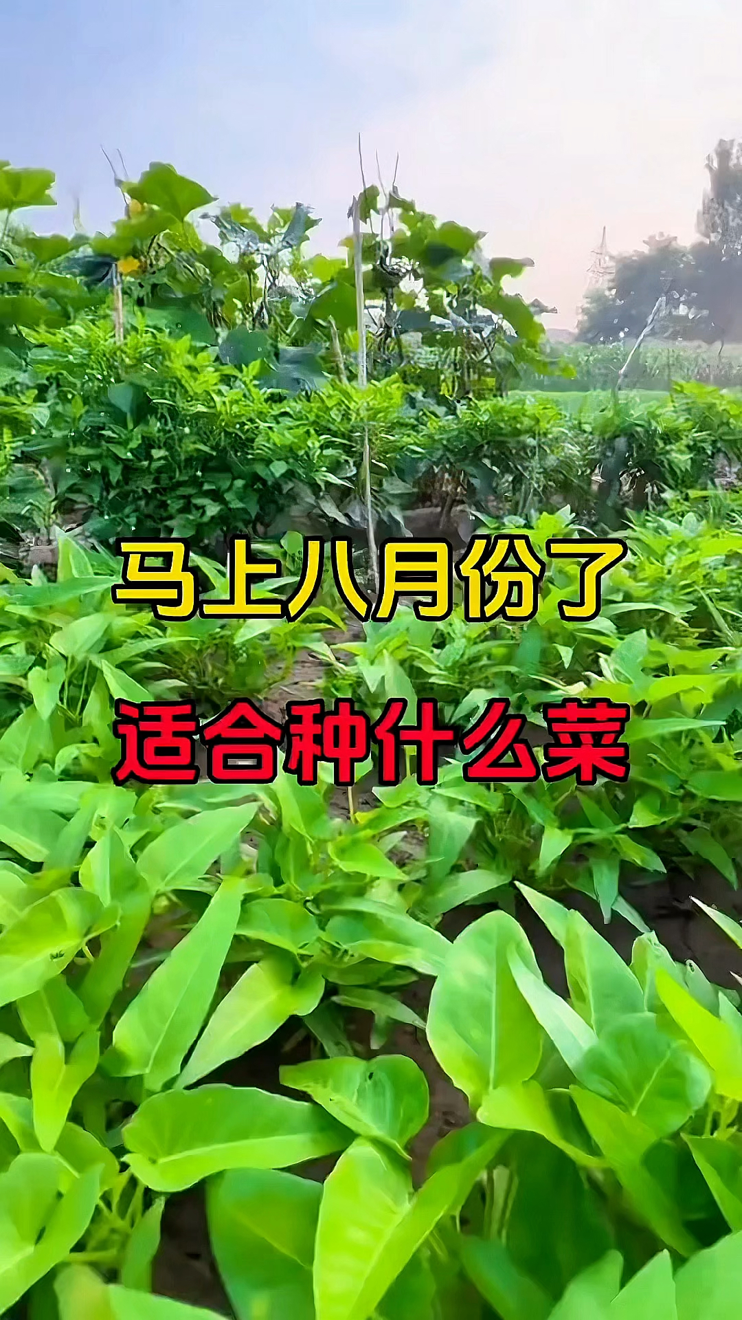 八月份适合种植的蔬菜!